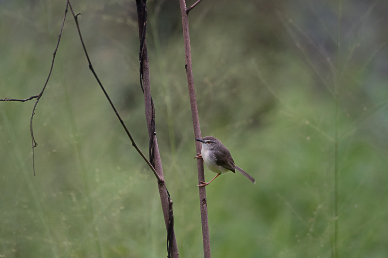 Witteugelprinia